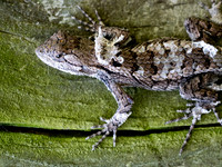 Spiny Lizasrd