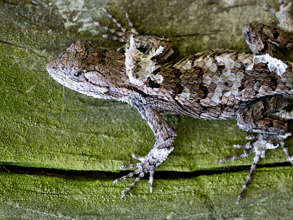 Spiny Lizasrd