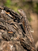 Spiny Lizasrd