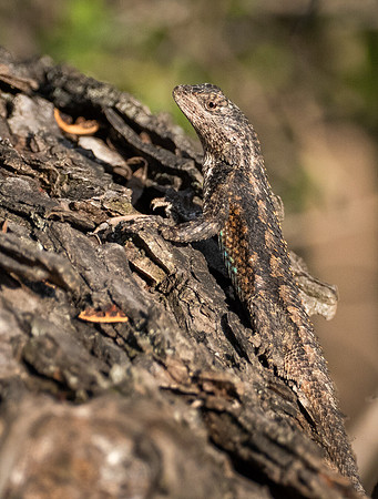 Spiny Lizasrd
