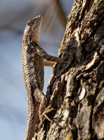 Spiny Lizasrd