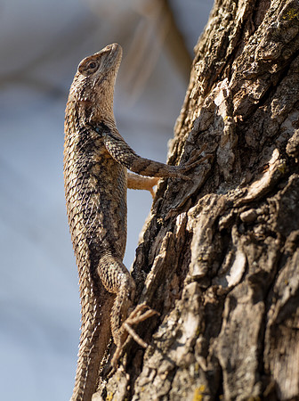Spiny Lizasrd