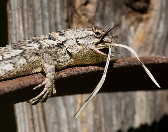 Spiny Lizasrd