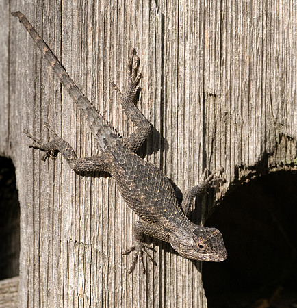 Spiny Lizasrd