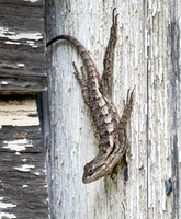 Spiny Lizasrd