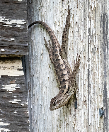 Spiny Lizasrd