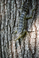 Spiny Lizard