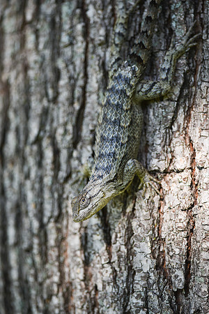 Spiny Lizard