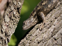 Spiny Lizasrd