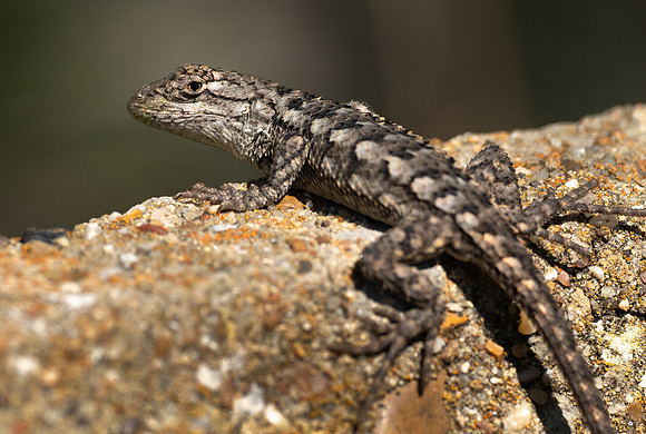 Spiny Lizasrd
