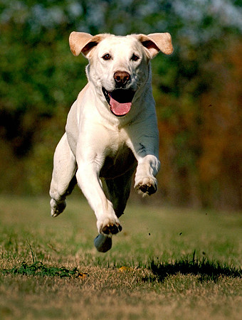 Magnum for the Retriever Journal