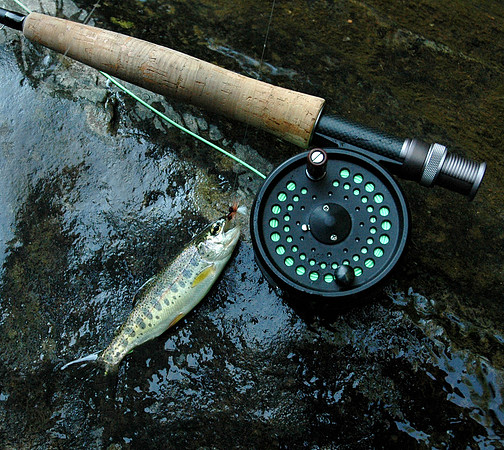 1st Flyrod Trout