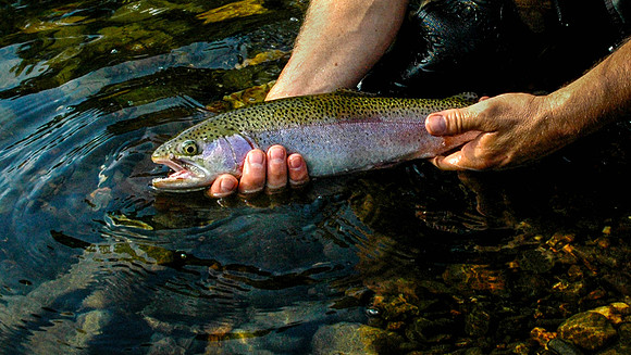 My partners 1st Trout on a fly