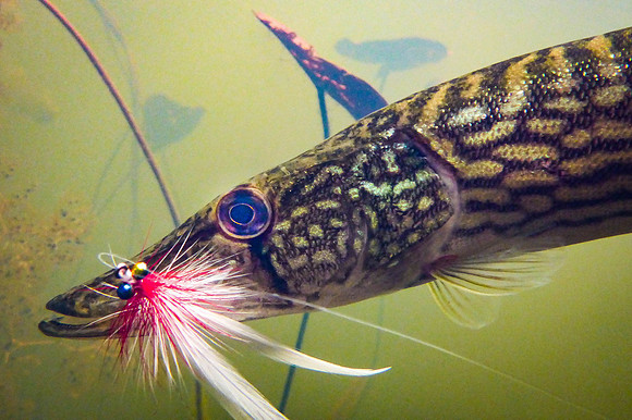 Chain Pickerel Underwater