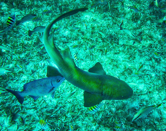 Nurse Shark in Belize