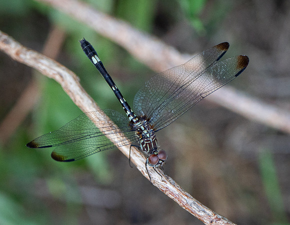 Mosquito Hawk