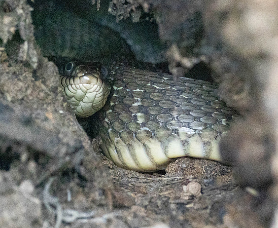 Copyright 2026 Mark Kolanowski