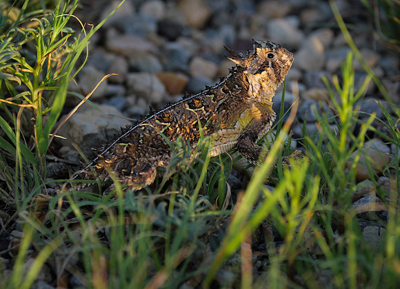 Texas Horned Lizard