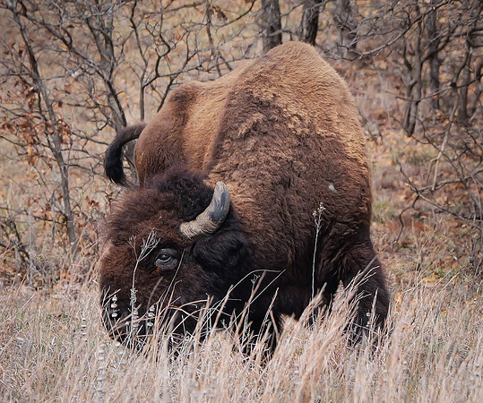 Bison
