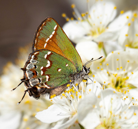 Copyright 2026 Mark Kolanowski