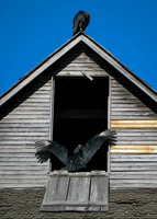 Black Vultures @ Penn Farm , Cedar Hill State Park