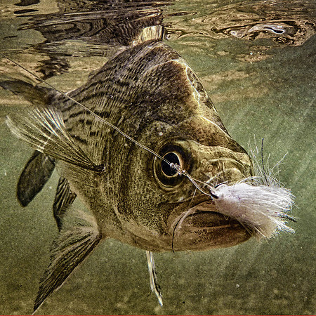 Sandbass on the Fly