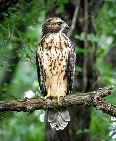Red-shouldered hawk