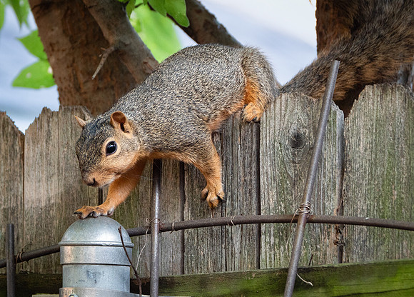 Fox Squirrel