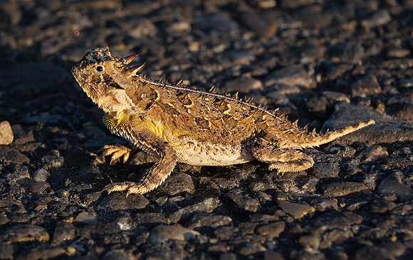 Texas Horned Lizard
