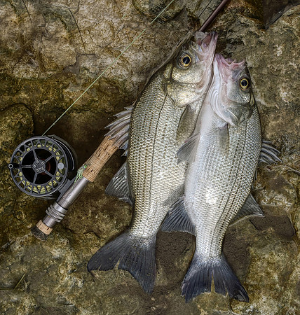 Sand Bass Brace