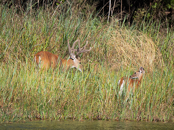 Brazos River White Tail Deer
