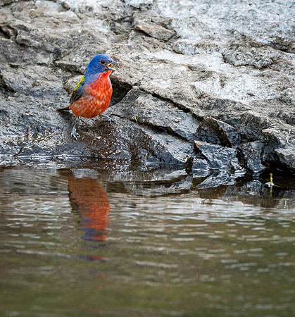 Painted Bunting