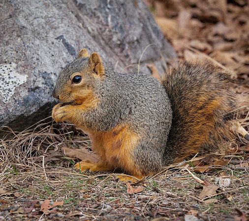 Fox Squirrel