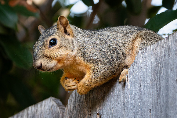 Fox Squirrel