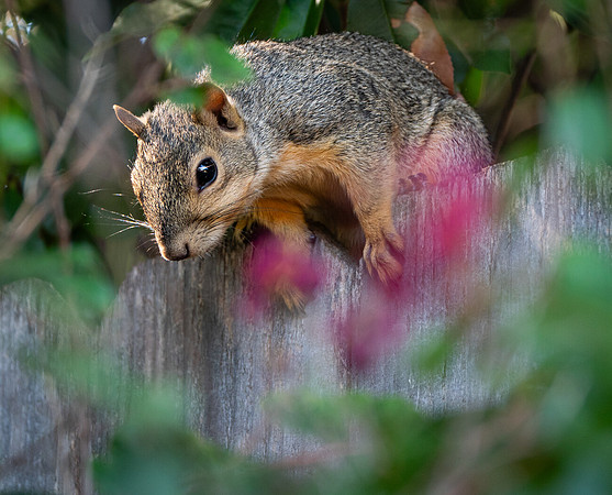 Fox Squirrel