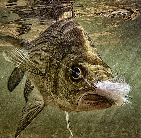 Sandbass on the Fly