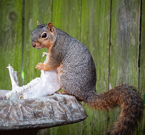 Fox Squirrel