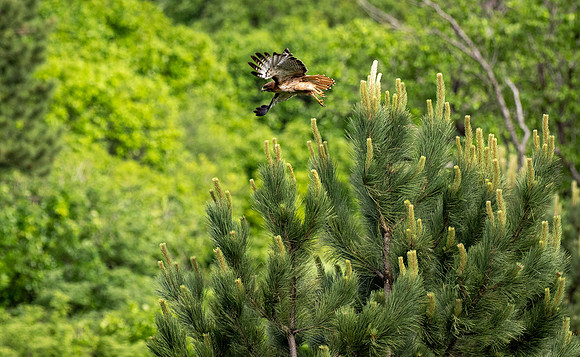Copyright 2025 Mark Kolanowski