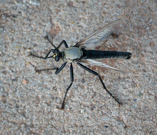Dobson Fly