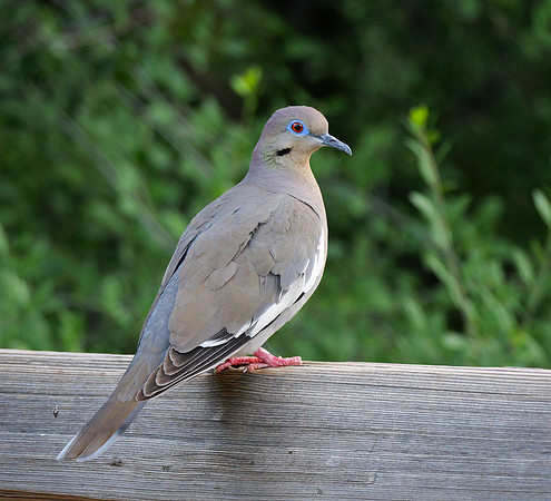 White Wing Dove