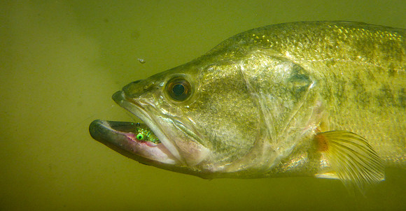 LMB on Bluegill Belly Bean Fly