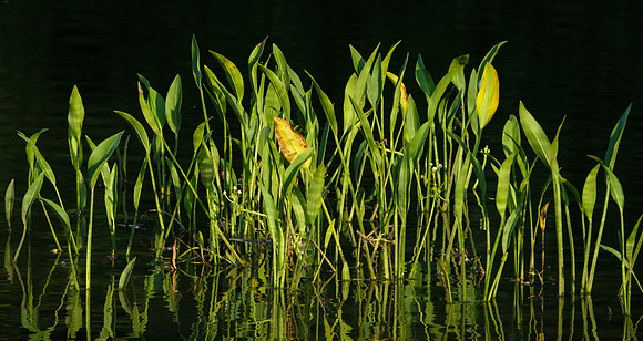 Pond Scape