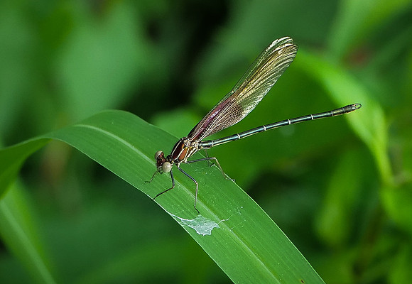 Damsel Fly