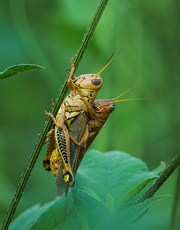 Hitch a Ride