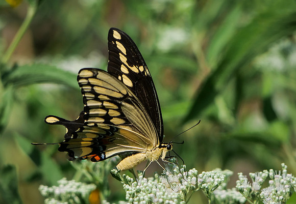 Giant Swallowtail