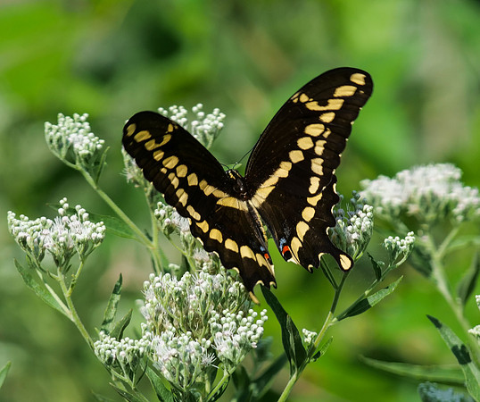 Giant Swallowtail
