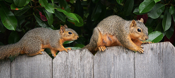 Fox Squirrel's