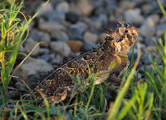 Texas Horned Lizard