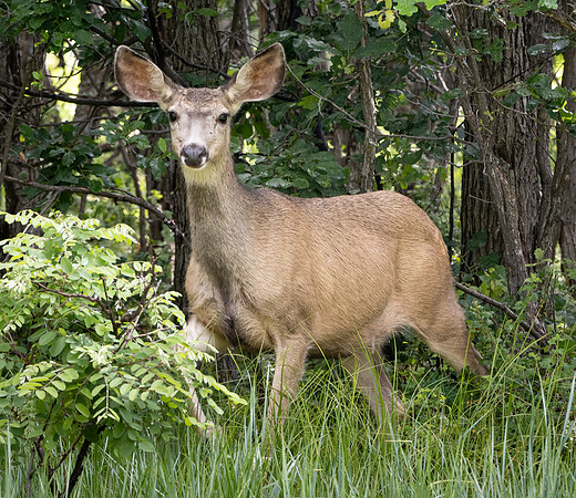 Copyright 2025 Mark Kolanowski