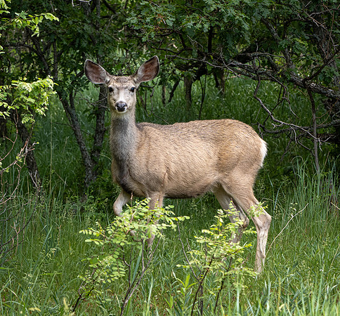 Copyright 2025 Mark Kolanowski